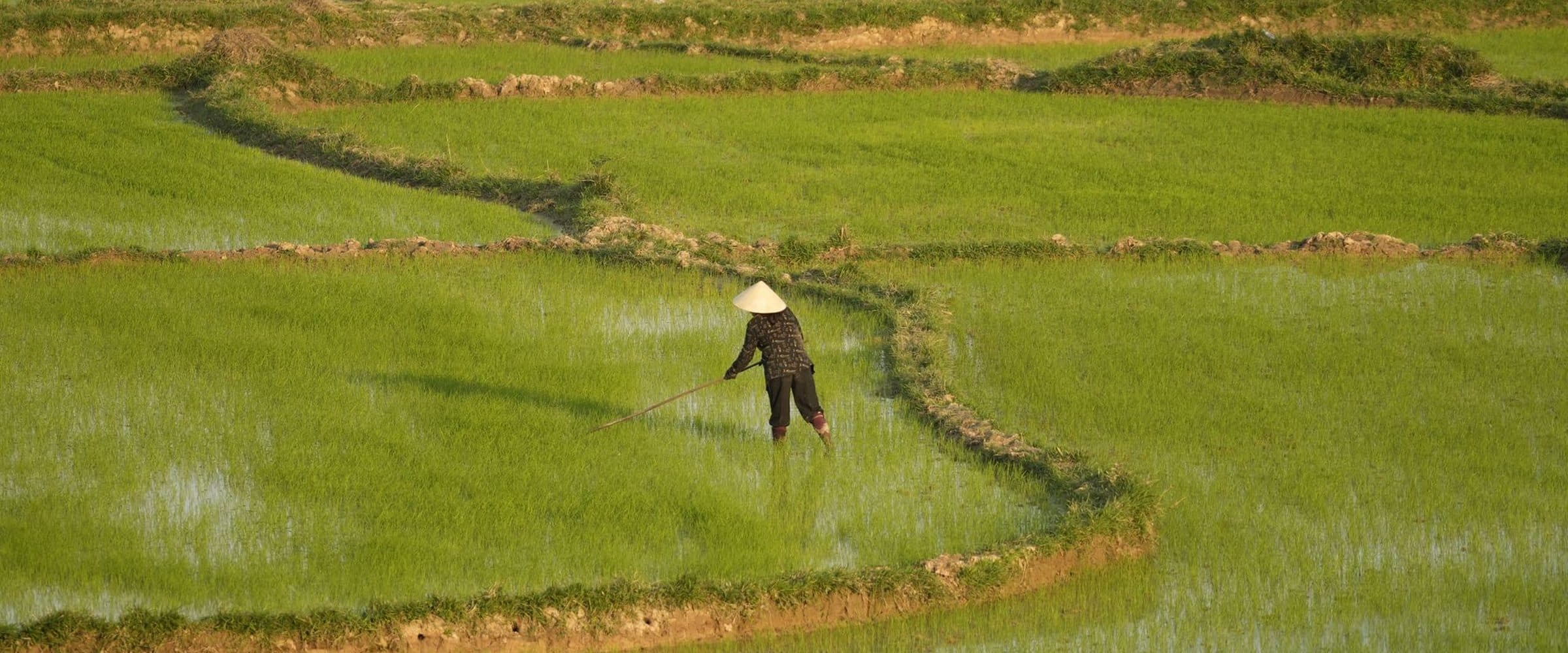 Người nông dân trên cánh đồng