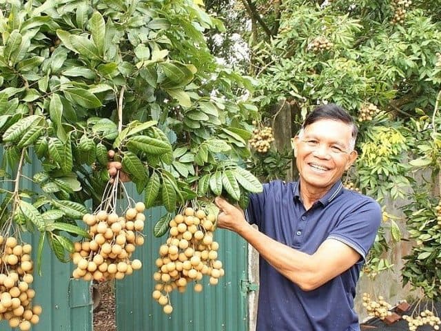 Nhãn cùi cổ Nễ Châu