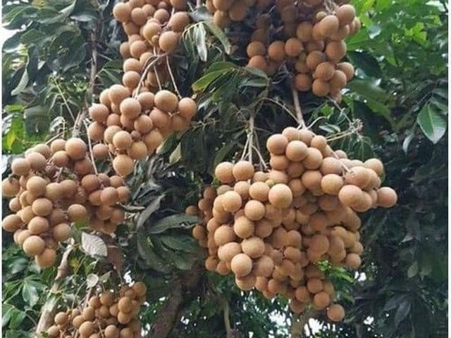 Nhãn Hương Chi