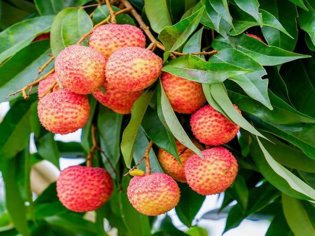 Vải lai chín sớm Minh Tiến
