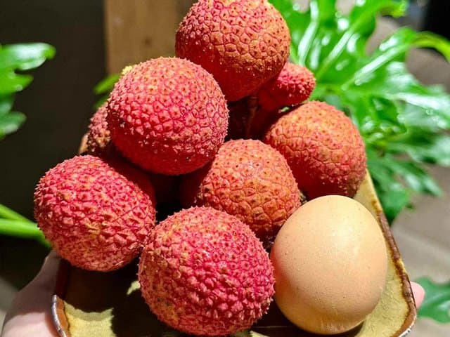 Vải trứng đặt cạnh quả trứng